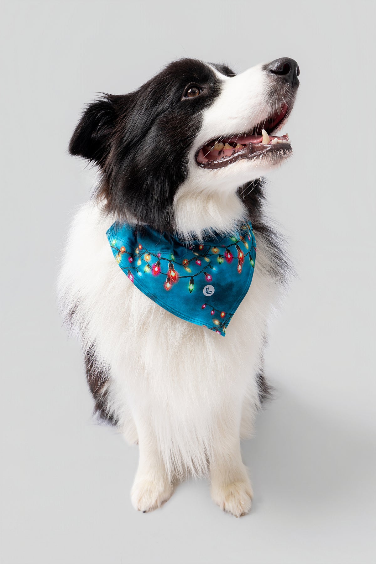 lelosi_lelopet_marama catvibe_0